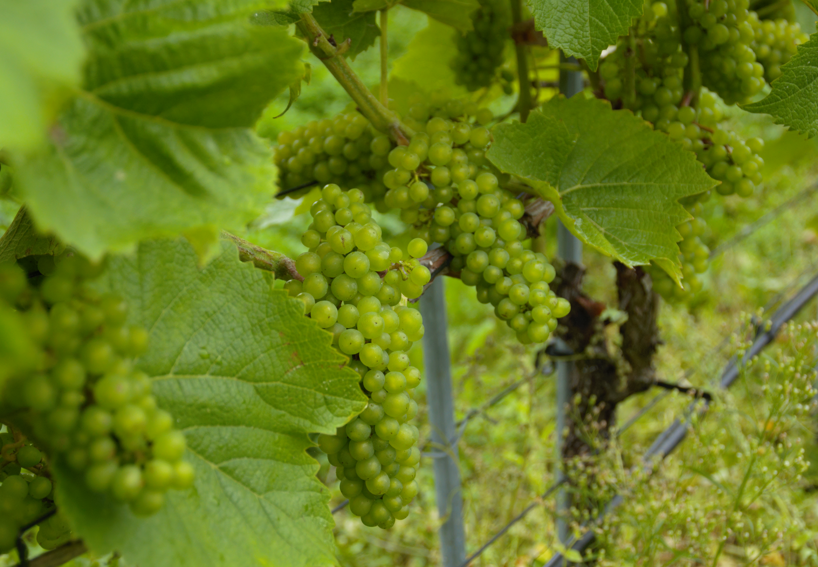Solaris grapes from Grubbestad Gård in Sandefjord, Norway Solaris